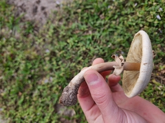 Chlorophyllum molybdites image