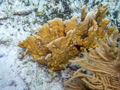 Millepora complanata