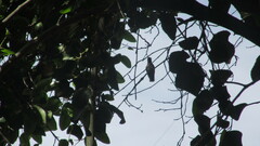 Sephanoides sephaniodes