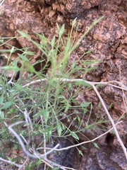 Pleurocoronis pluriseta