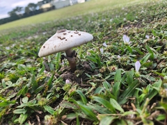 Chlorophyllum molybdites image