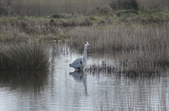 Ardea cinerea