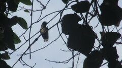 Sephanoides sephaniodes