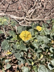Physalis crassifolia