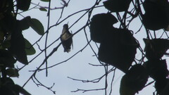 Sephanoides sephaniodes