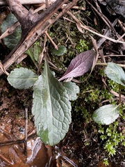 Salvia lyrata
