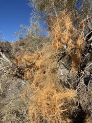 Cuscuta denticulata