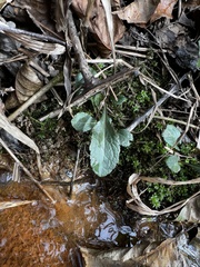 Salvia lyrata
