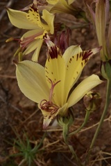 Alstroemeria werdermannii flavicans