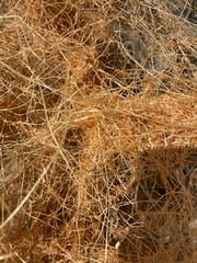 Cuscuta denticulata