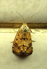 Tegostoma comparalis