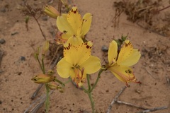 Alstroemeria werdermannii flavicans