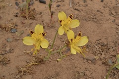 Alstroemeria werdermannii flavicans