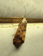 Tegostoma comparalis