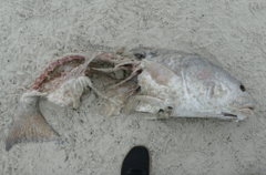 Sciaenops ocellatus