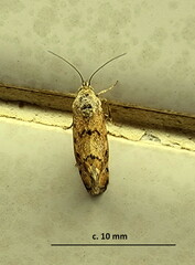 Tegostoma comparalis