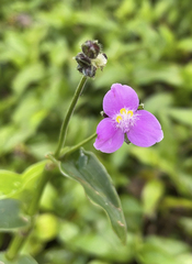 Tradescantieae