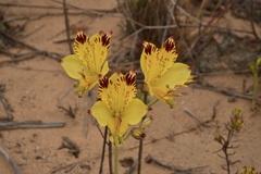 Alstroemeria werdermannii flavicans