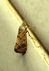 Tegostoma comparalis