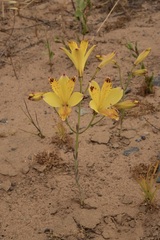 Alstroemeria werdermannii flavicans