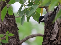 Melaniparus cinerascens