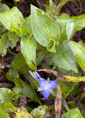 Tradescantia