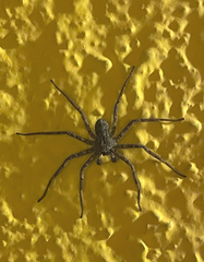 Selenops mexicanus