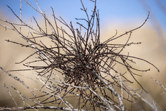 Phoradendron californicum