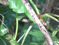 Rhodopygia cardinalis