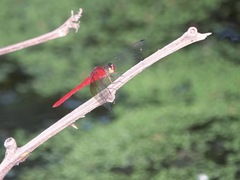 Rhodopygia cardinalis