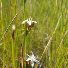 Caesia parviflora