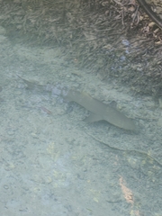 Negaprion brevirostris