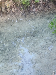 Negaprion brevirostris