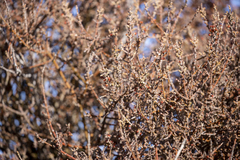 Phoradendron californicum