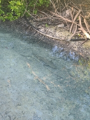 Negaprion brevirostris