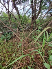 Baccharis trimera