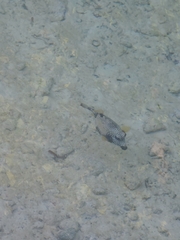 Lactophrys triqueter