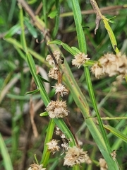 Baccharis trimera