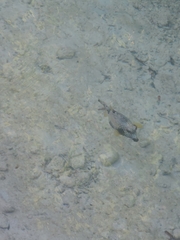 Lactophrys triqueter