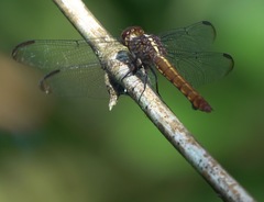 Orthemis discolor