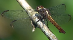 Orthemis discolor