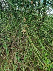 Baccharis trimera