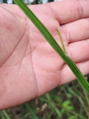 Baccharis trimera