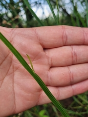 Baccharis trimera