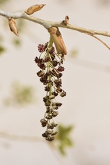 Populus deltoides wislizenii