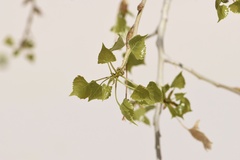 Populus deltoides wislizenii