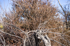 Phoradendron californicum