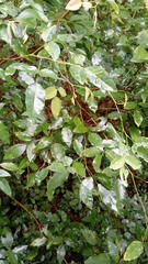 Dysoxylum spectabile