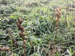 Linaria vulgaris