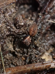 Trite auricoma